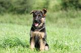 BERGER ALLEMAND 816